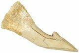 Fossil Sawfish (Onchopristis) Rostral Barb - Morocco #322822-1